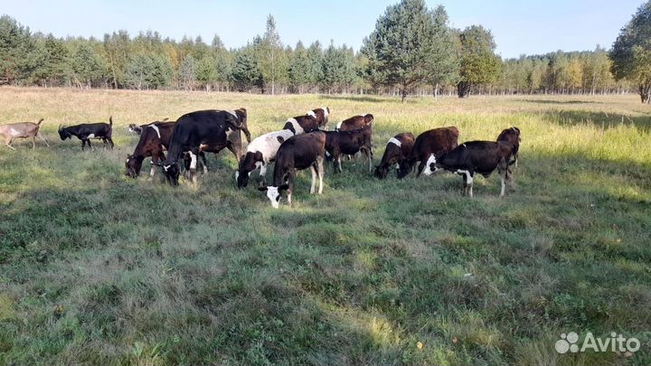 Быки,телки,телята