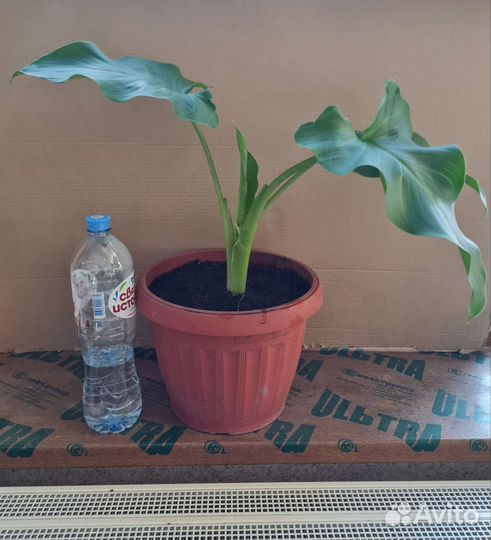 Калла эфиопская