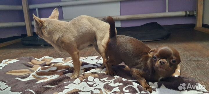 Инструктор по вязке собак, консультация