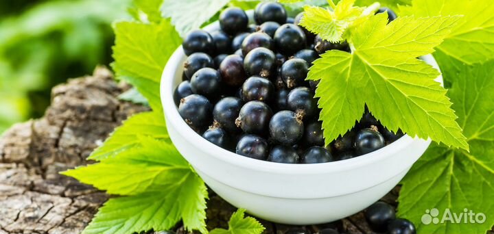 Саженцы черной смородины 