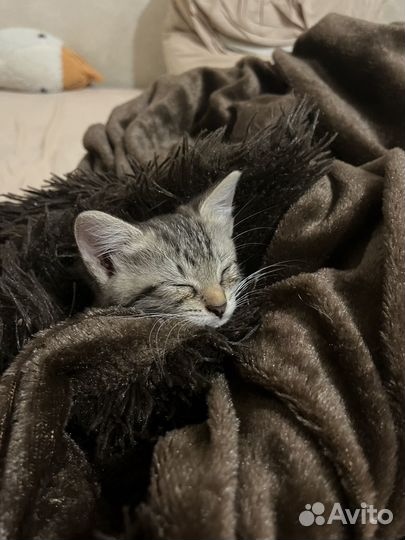 Кошечка в добрые руки