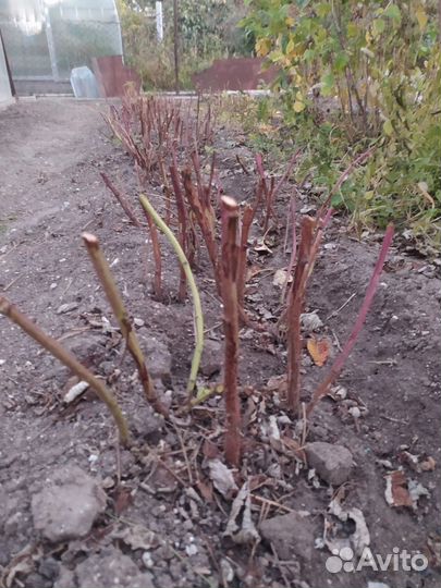 Саженцы малины Полька