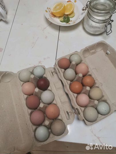 Яйцо куриное