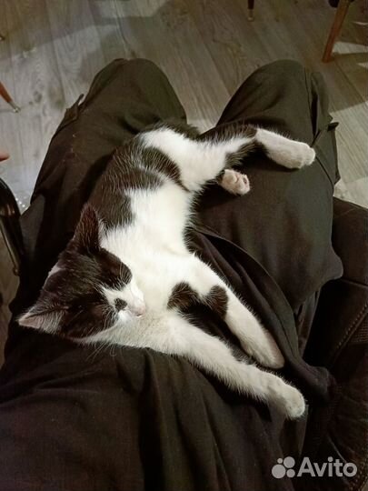 Котенок в дар бесплатно