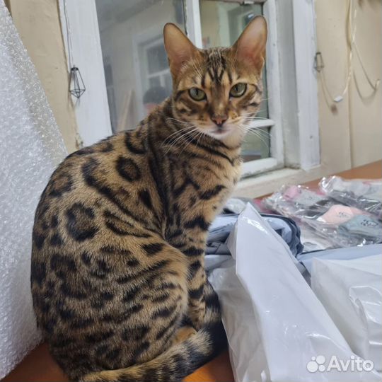 Бенгальская кошка в добрые руки