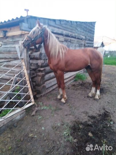 Продам жеребца