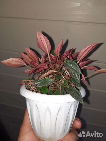 Пеперомия россо