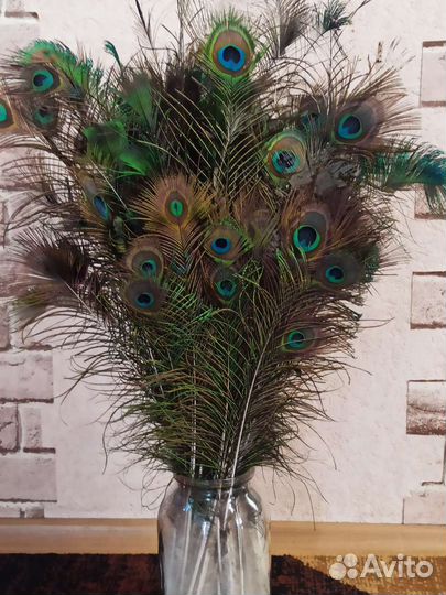 Павлиньи перья, перо павлина