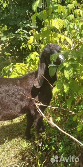 Англонубийский козлик