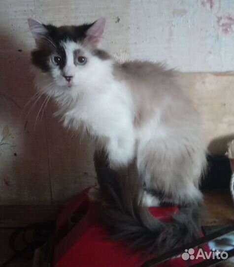 Котик подросток породы священная бирма