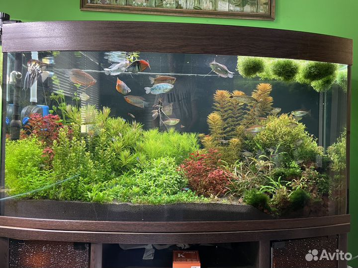 Аквариум с тумбой 240 литров