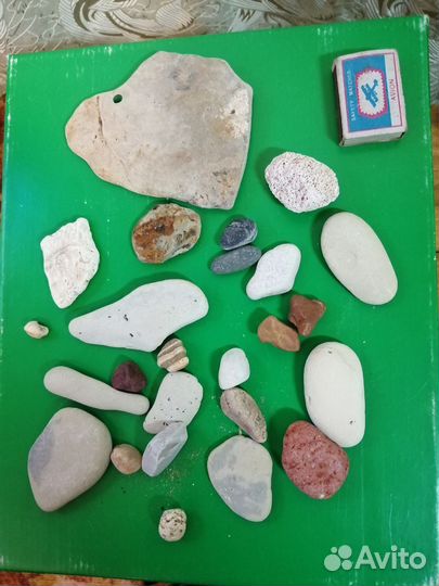 Морские ракушки