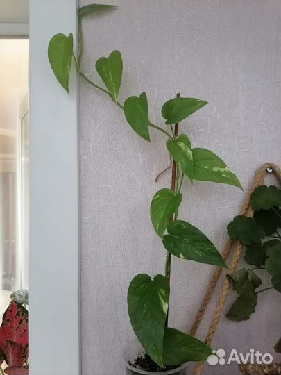 Эпипремнум пиннатум вар. и сциндапсус Moonlight