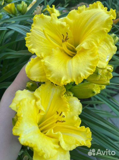 Лилейники сортовые