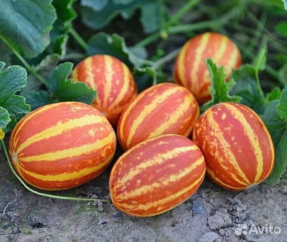 Дыня Каджари, дыня Вьетнамская