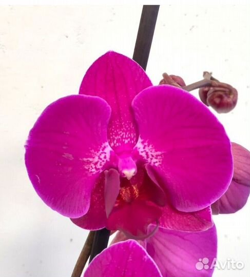 Орхидея фаленопсис детки