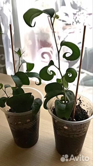 Фикусы бенджамина