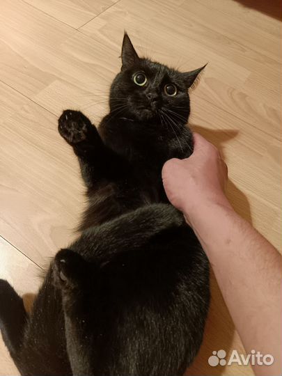 Кошка британка