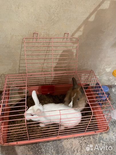 Декоративные кролики