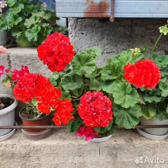 Пеларгонии сортовые, маточники и срезом