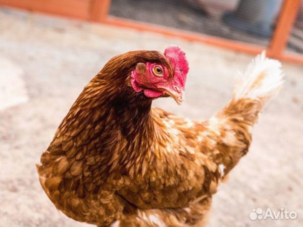 Куры-несушки