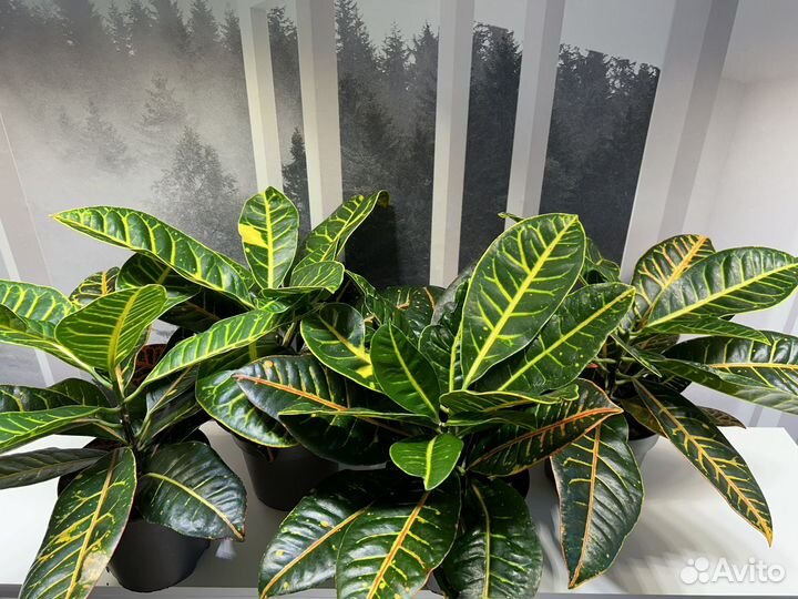 Кодиеум Петра