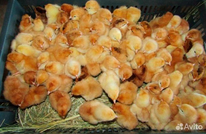 Бройлер,цветной бройлер,кобб 500,кобб 700