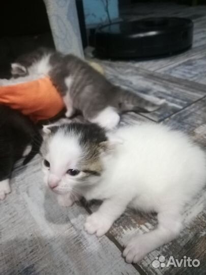 Отдам котят в добрые руки