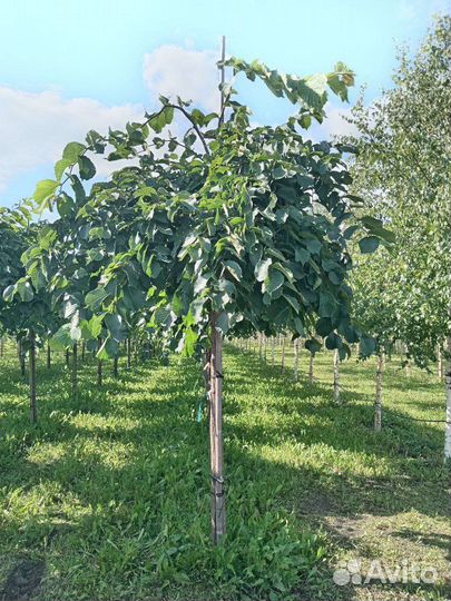 Вяз Кампердауни