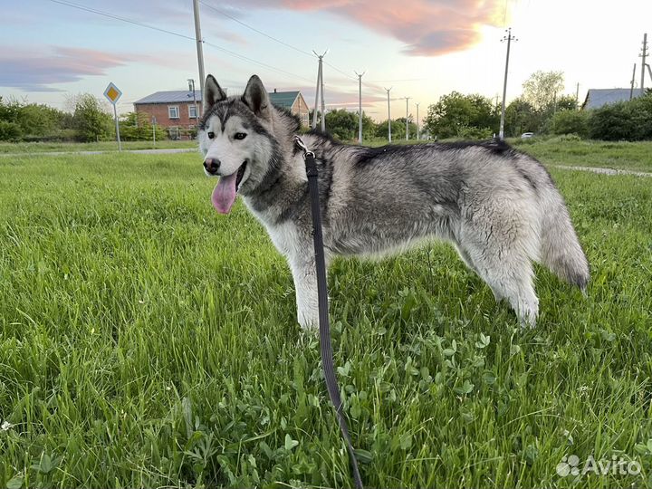 Красавец хаски ищет девочку для случки