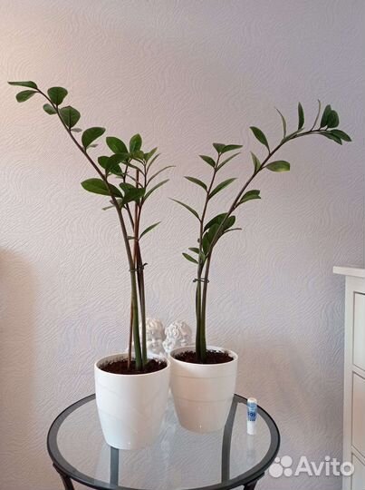 Замиокулькас