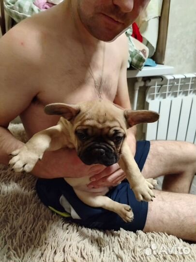 Французский бульдог щенки