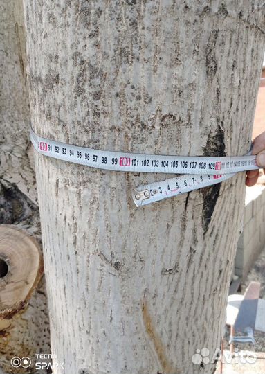 Ствол грецкого ореха