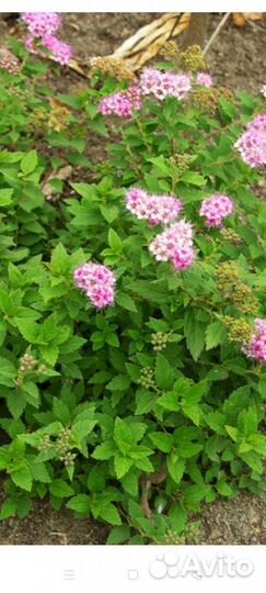 Декоративные кустарники