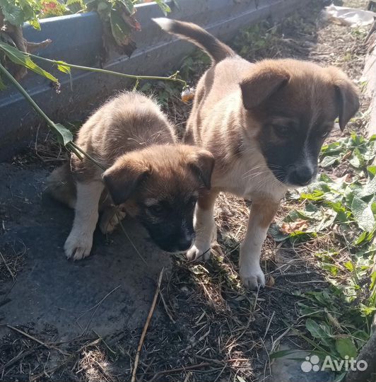 Домашние животные собаки маленькие