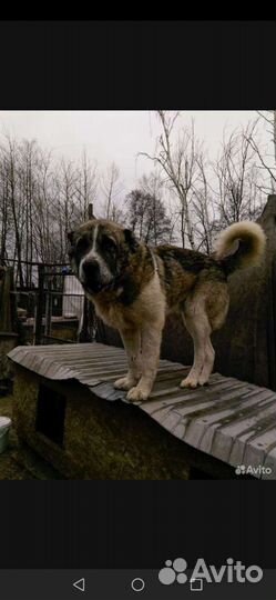 Алабай ищет семью, забери друга из приюта