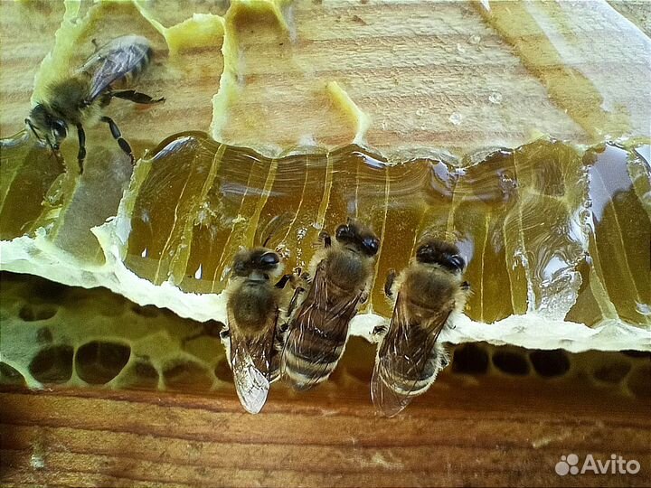 Мед разнотравье