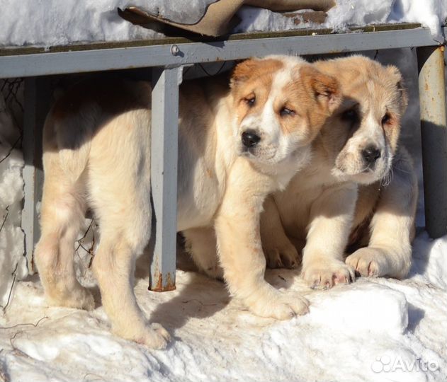 Девочки сао