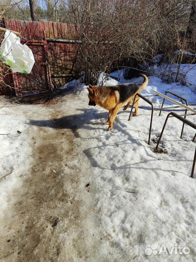 Немецкая овчарка