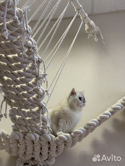 Передержка для кошек