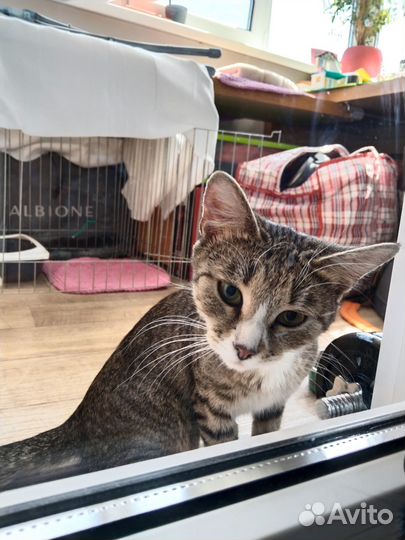 Котёнок подросток, девочка