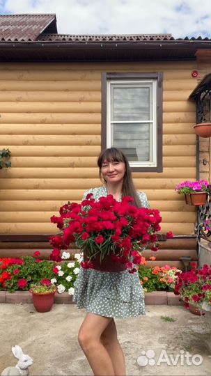 Гвоздика многолетняя