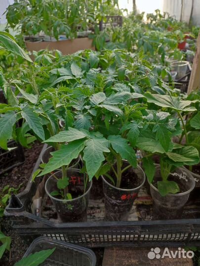 Рассада помидор