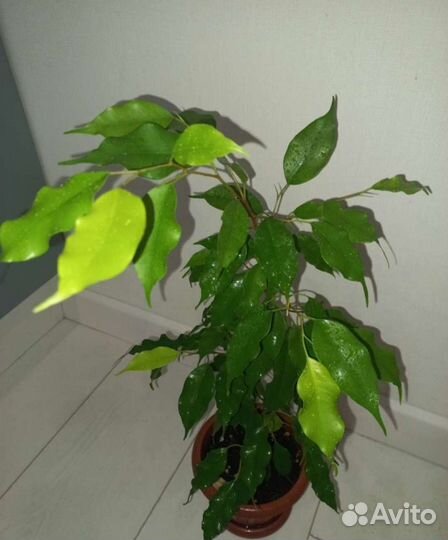Бенджамина фикус