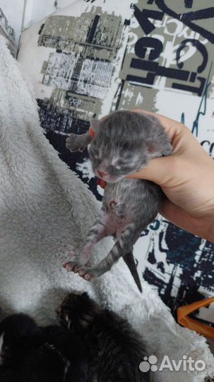 Отдам котят