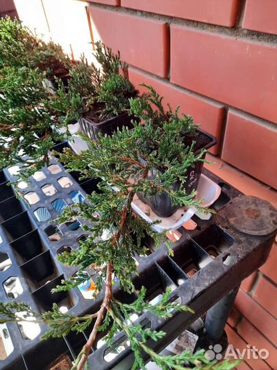 Можжевельник Winter Blue