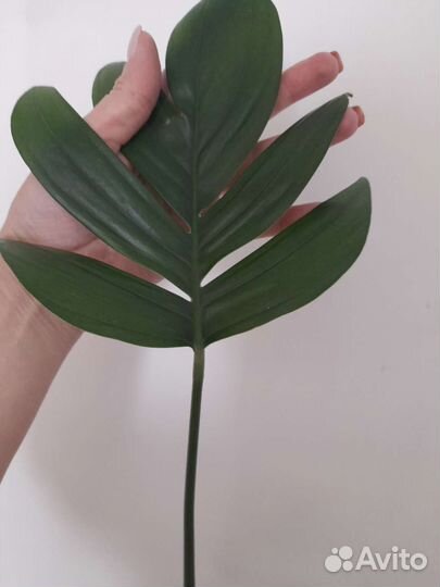 Рафидофора декурсива