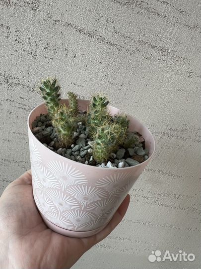 Кактус