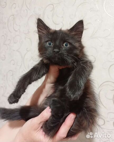 Котенок