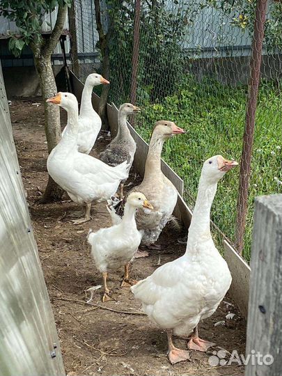 Молодняк птицы